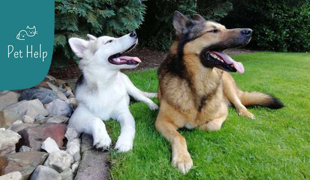 Hondencoach aan huis